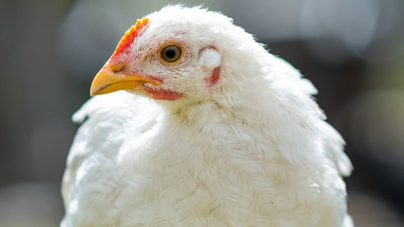 Investir no bem-estar animal é uma estratégia fundamental não apenas do ponto de vista ético, mas também econômico. 